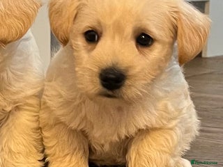 West Highland Terrier dogs Adorable westiepoo puppies - Advert 14