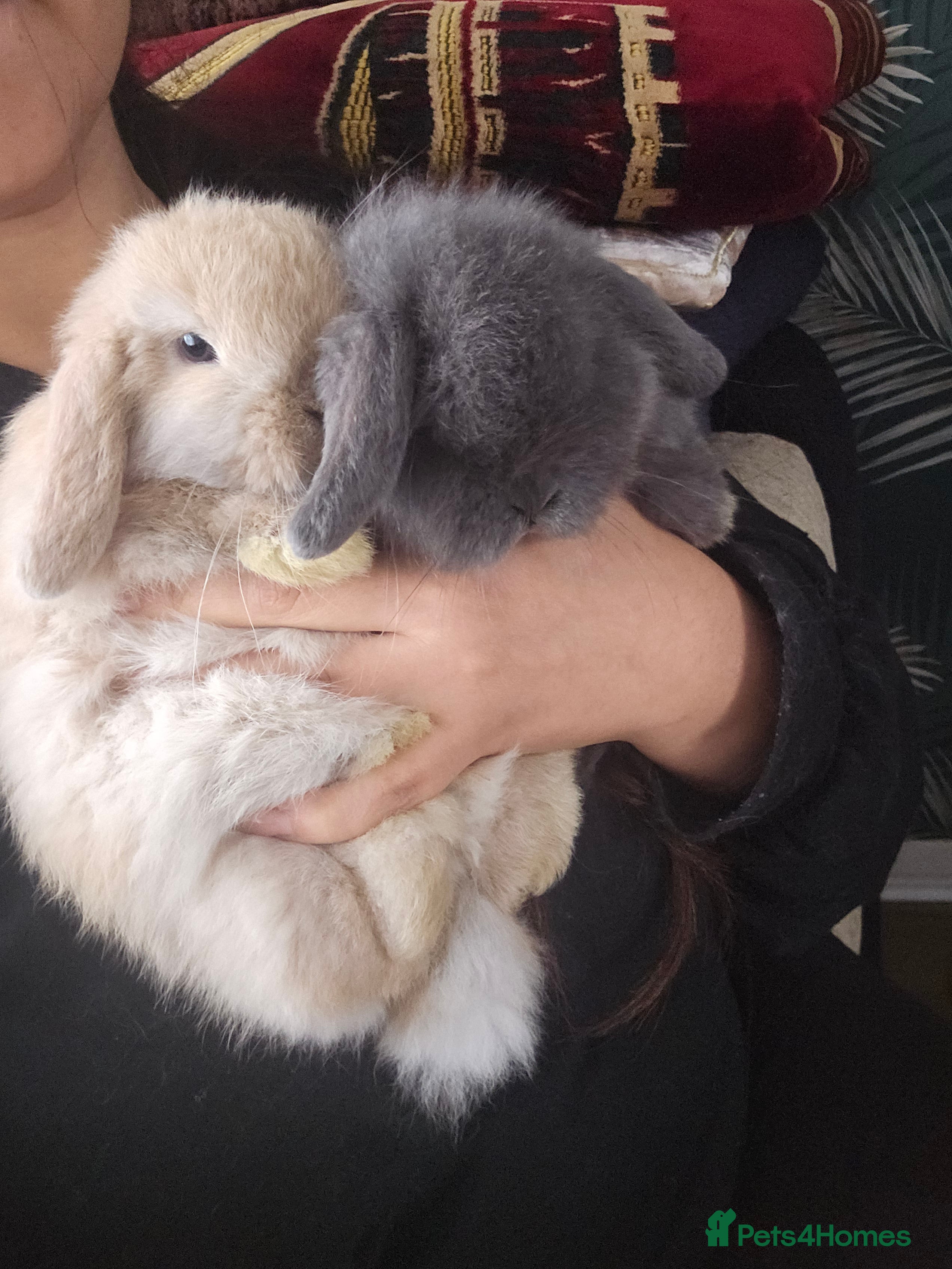 Mini Lop rabbits 2 Beautiful Mini Lop Baby Does  - Advert 5