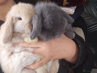 Mini Lop rabbits 2 Beautiful Mini Lop Baby Does - Advert 1