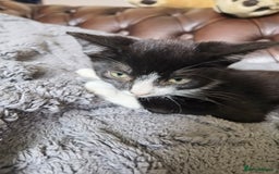 Mixed Breed cats for sale: playful lovely kittens grey torti black girls boys - Image 8