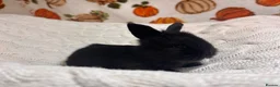 Mini Lion Lop rabbits for sale: 5 beautiful mini lion lops  - Advert 7