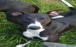 Mixed Breed dogs for sale: Whippet X Labrador Pups ~ Lurchers - Image 12
