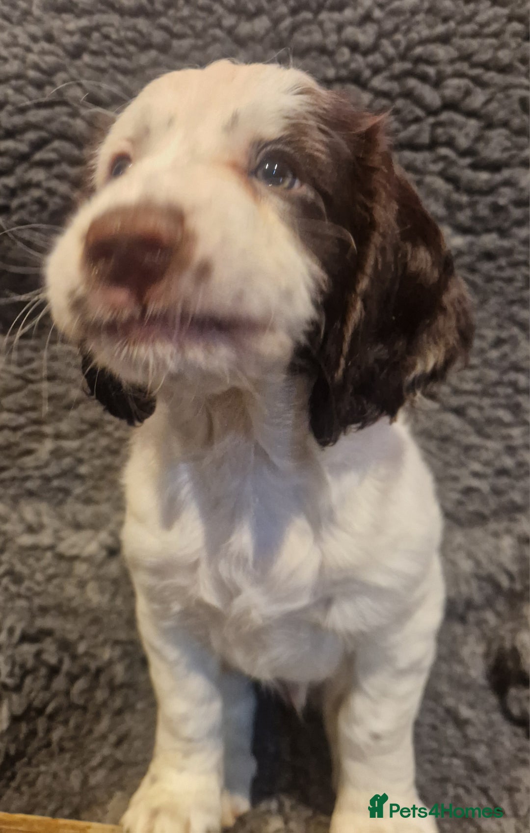 Cocker Spaniel dogs for sale: Last boy left !! working cocker spaniels - Advert 14