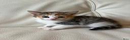 Mixed Breed cats for sale: 4 beautiful kittens  - Advert 5