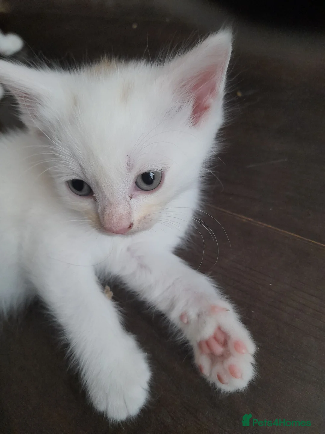 Ragdoll cats for sale: One cute white half ragdoll male kitten for sale - Advert 5