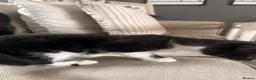 Mixed Breed cats for sale: Pair of black and white kittens - Advert 5