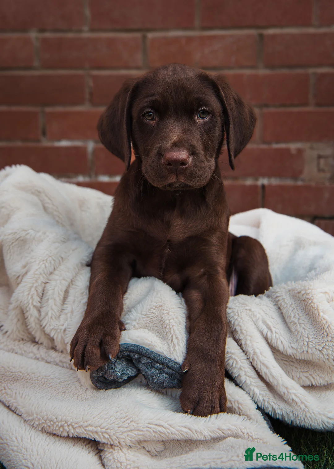Labrador Retriever dogs for sale: Outstanding fully healthtested Chocolate Labrador  - Advert 1
