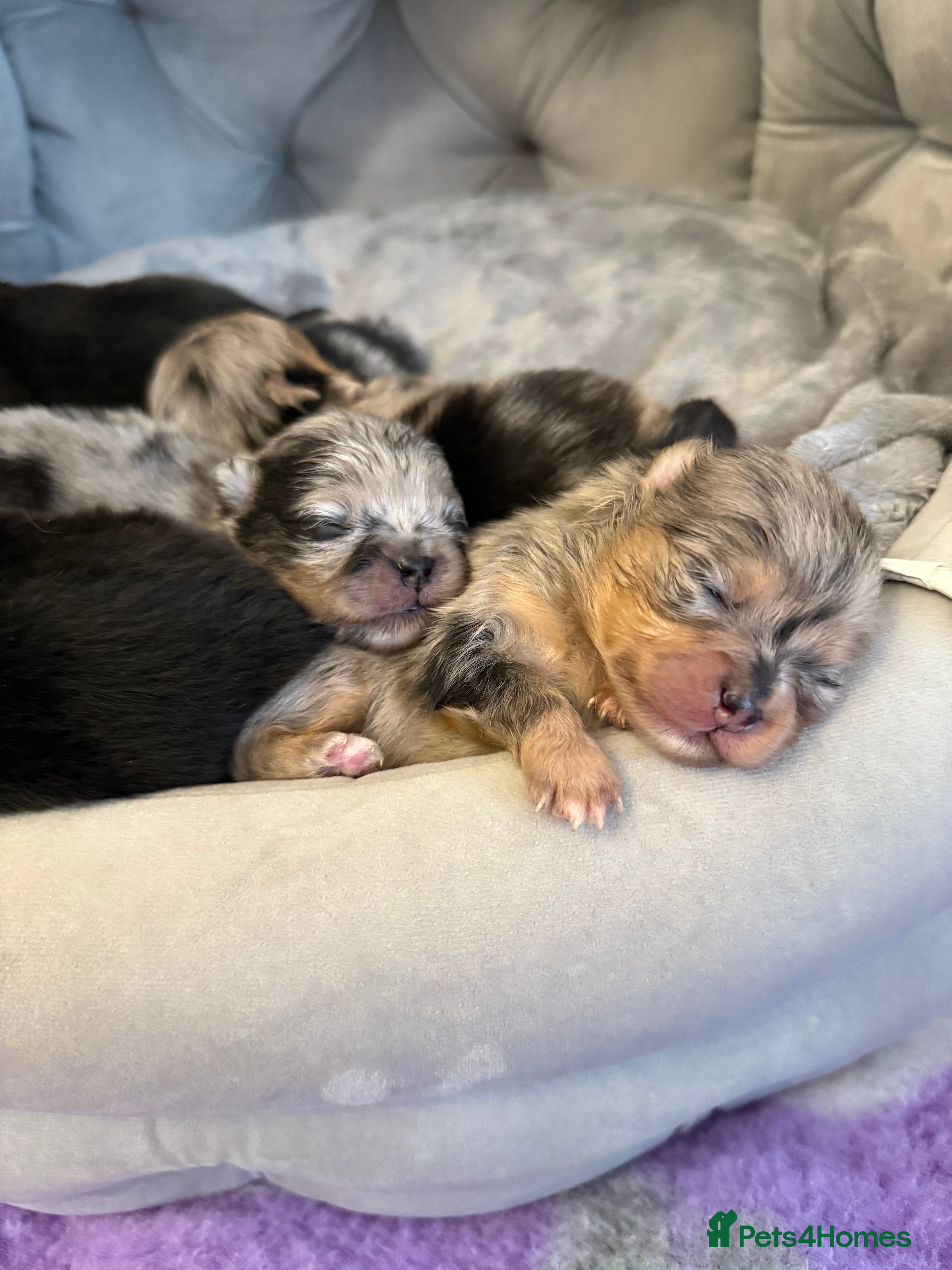 Pomeranian dogs Beautiful Merle Pomeranians  - Advert 1