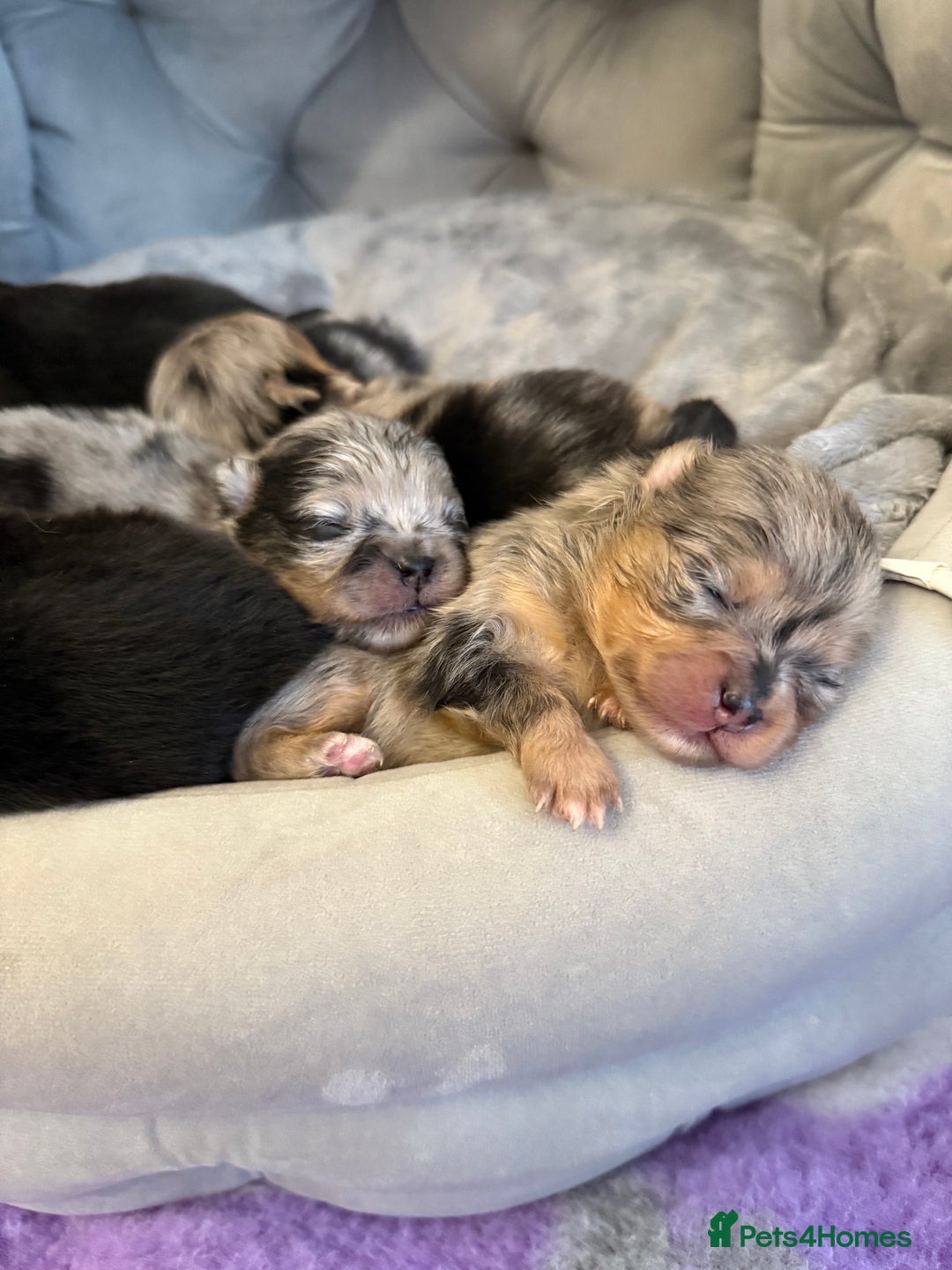 Pomeranian dogs for sale: Rare Beautiful Merle Pomeranians 💎 - Advert 2