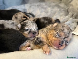 Pomeranian dogs Rare Beautiful Merle Pomeranians 💎 - Advert 4