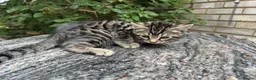 Bengal cats for sale: Bengal x Maine Coon Cross Kittens  - Advert 6