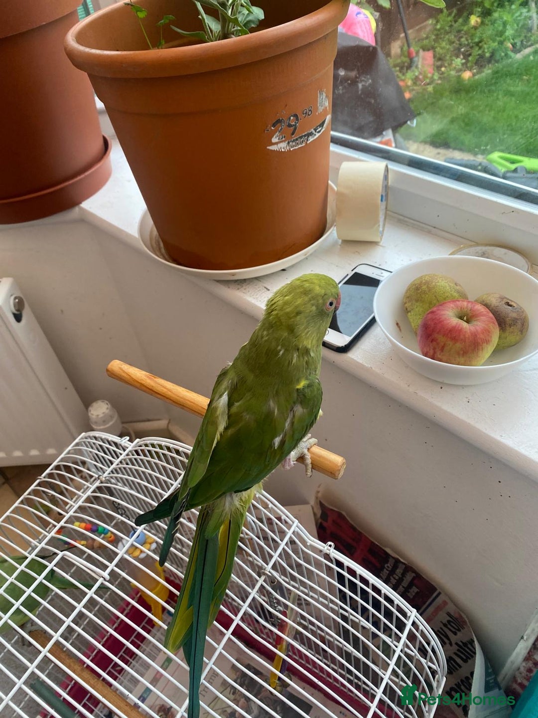 Ringnecks birds for sale: Ring neck Indian parrot  - Image 3