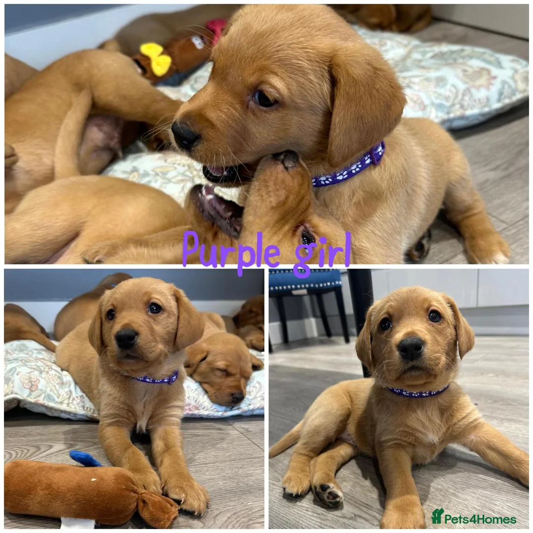 Labrador Retriever dogs for sale: Gorgeous Labrador Retriever Puppies  - Advert 6