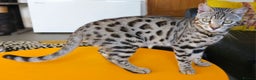 Bengal cats for sale: Gorgeous Brown Rosetted Boy Available  - Advert 4