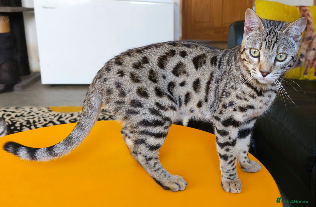 Bengal cats for sale: Gorgeous Brown Rosetted Boy Available  - Advert 4