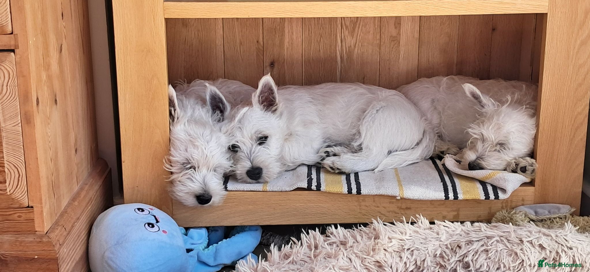 West Highland Terrier dogs West highland white terrier  - Advert 2