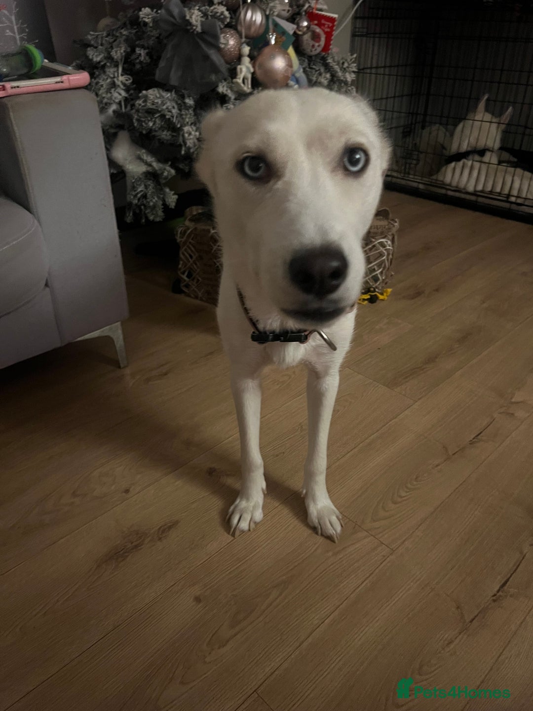 Siberian Husky dogs for sale: Beautiful white husky  - Advert 2