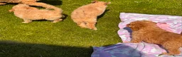Cavapoo dogs for sale: Cute toy cavapoo puppies reds/apricots 2 left   in Airdrie - Advert 14