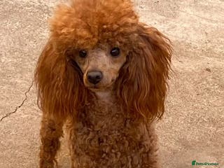 Toy Poodle dogs Brandy - KC Reg Toy Poodle (Not related to Ludo) in Bradford - Advert 18