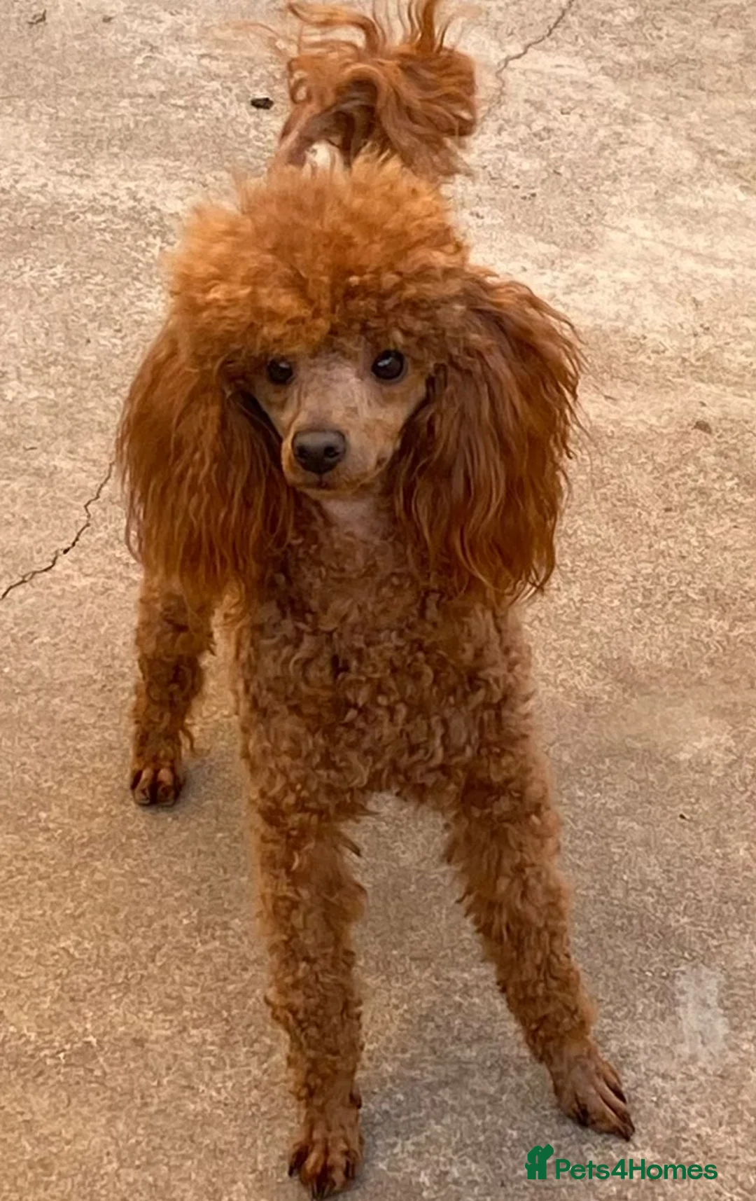 Toy Poodle dogs for stud: Brandy - KC Reg Toy Poodle (Not related to Ludo) in Bradford - Advert 1