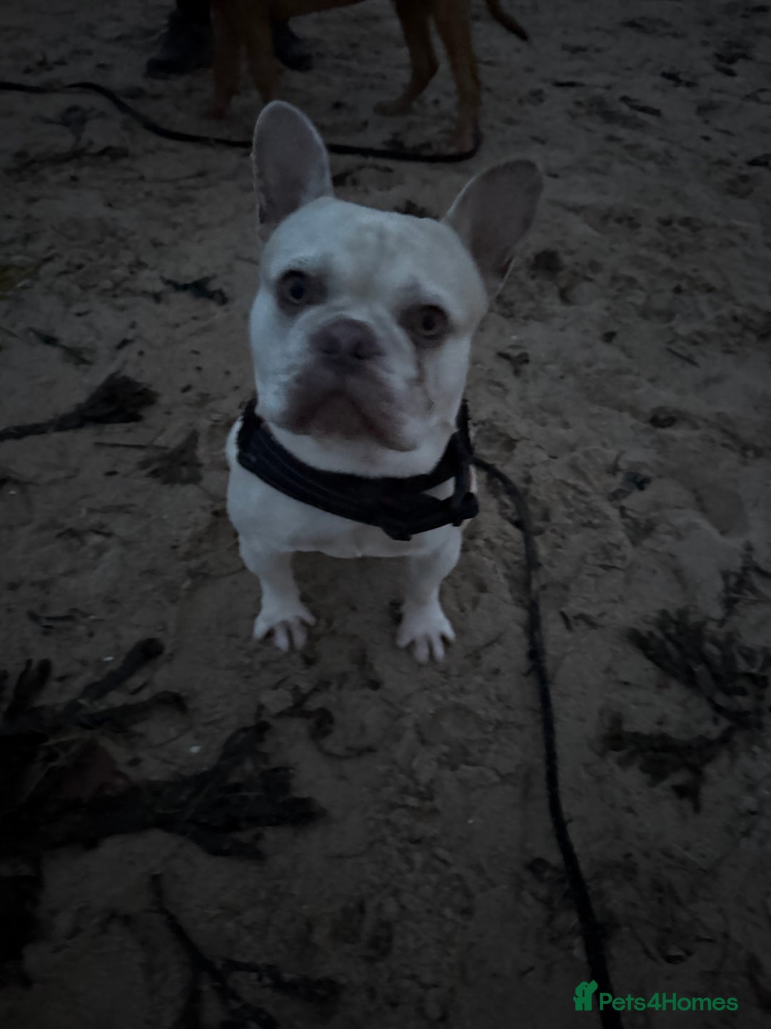 French Bulldog dogs for stud: REGGIE available for stud🔥🔥🔥 in Bradford - Advert 10