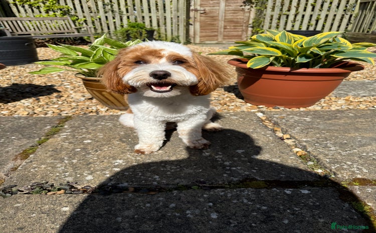 Cavapoo dogs - Advert 1