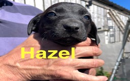 Mixed Breed dogs for sale: Stunning DNA heath test Collie x Hungarian Viszla - Image 23