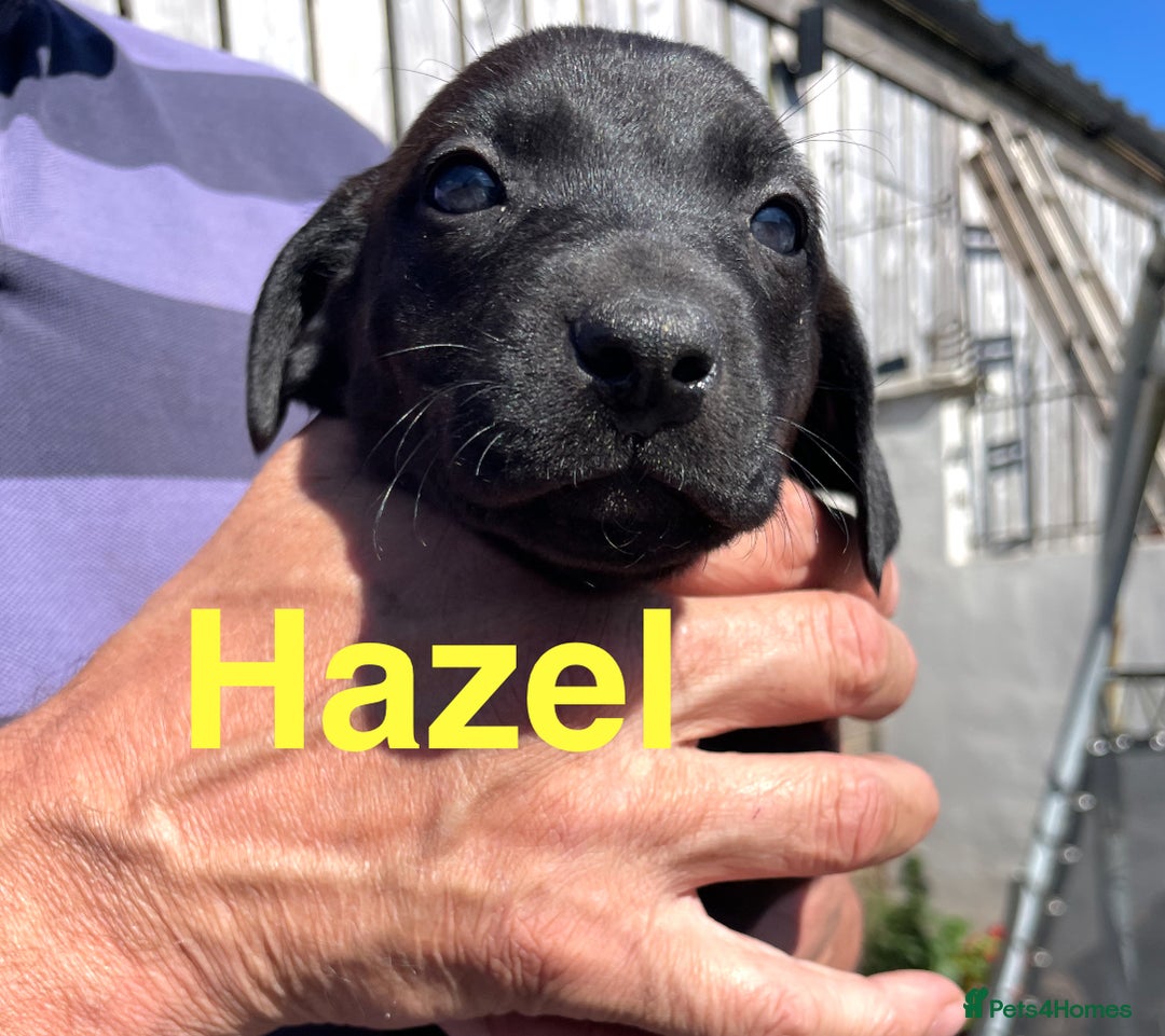 Mixed Breed dogs for sale: Stunning DNA heath test Collie x Hungarian Viszla - Image 23