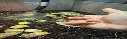 Tortoise reptiles for sale: Baby Leopard Tortoises  - Advert 2