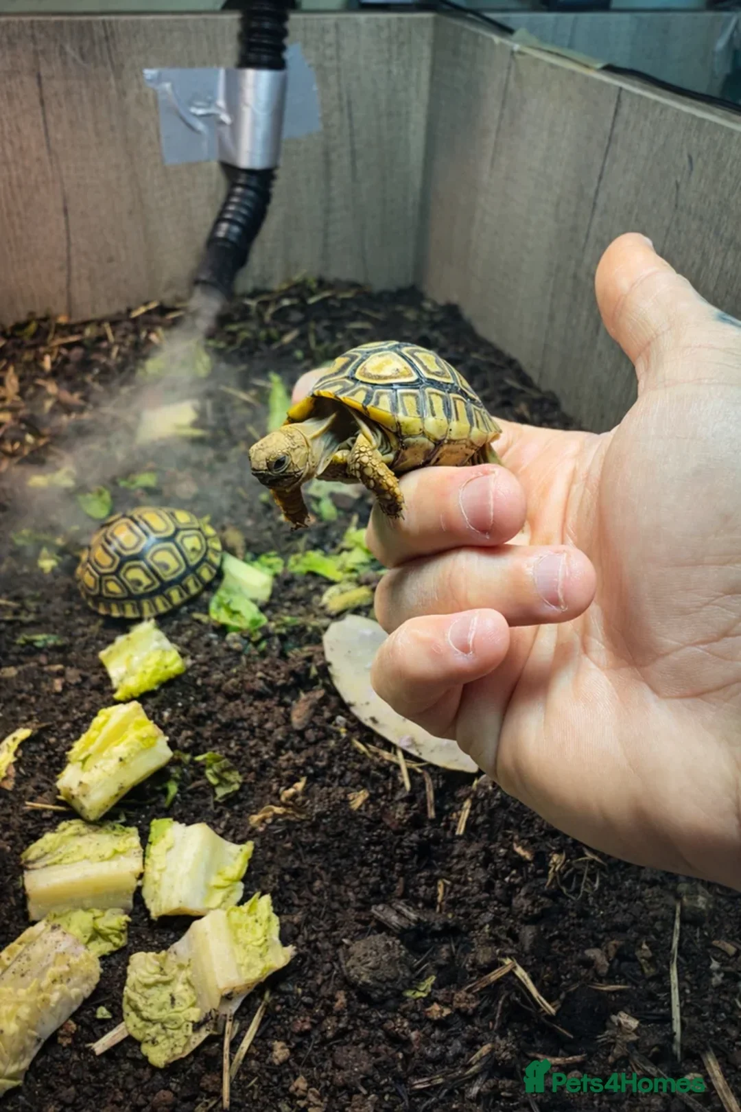 Tortoise reptiles for sale: Baby Leopard Tortoises  - Advert 2