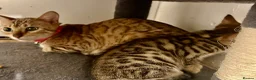 Bengal cats for sale: 1 gorgeous bengal boy kitten for sale  in London - Advert 2
