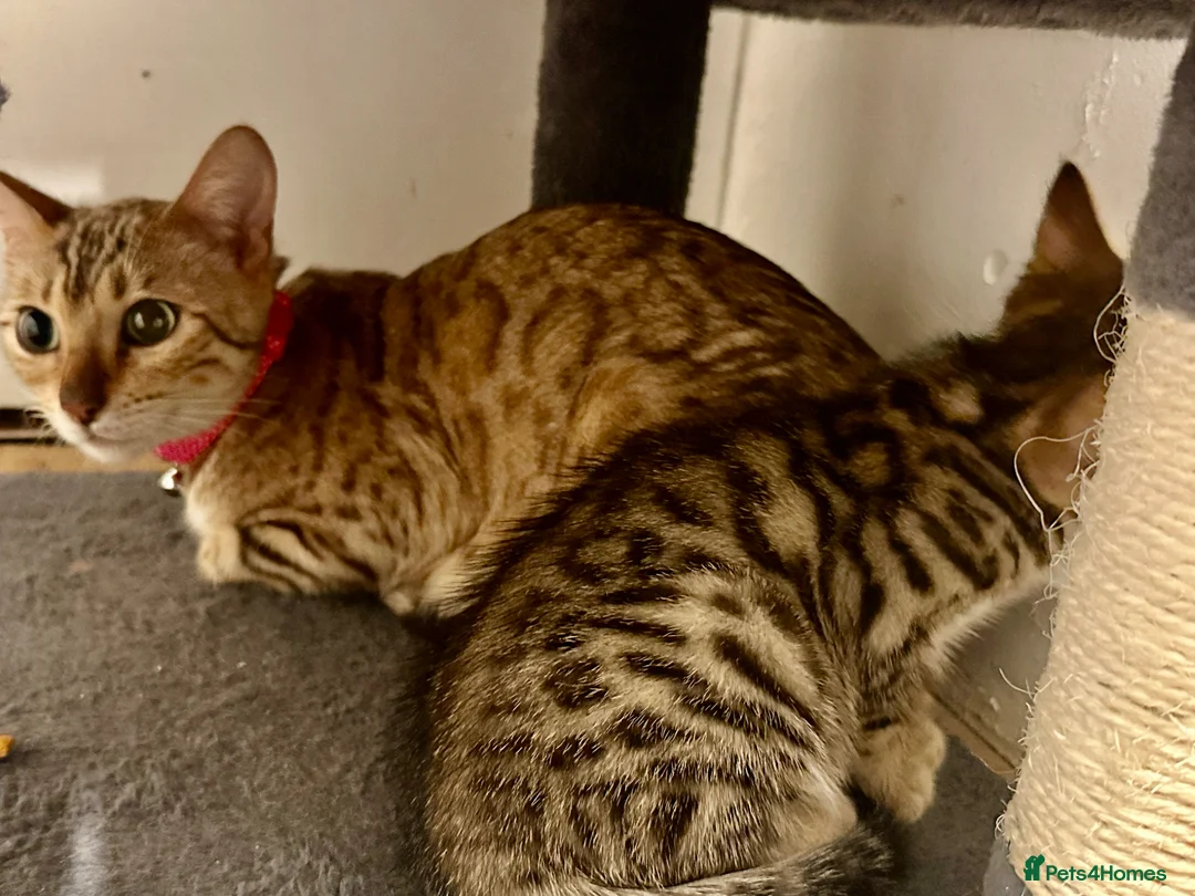 Bengal cats for sale: 1 gorgeous bengal boy kitten for sale  in London - Advert 2