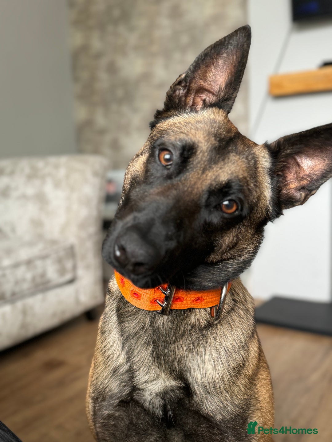Belgian Shepherd Dog dogs for sale: Belgrum malinois for sale - Image 2