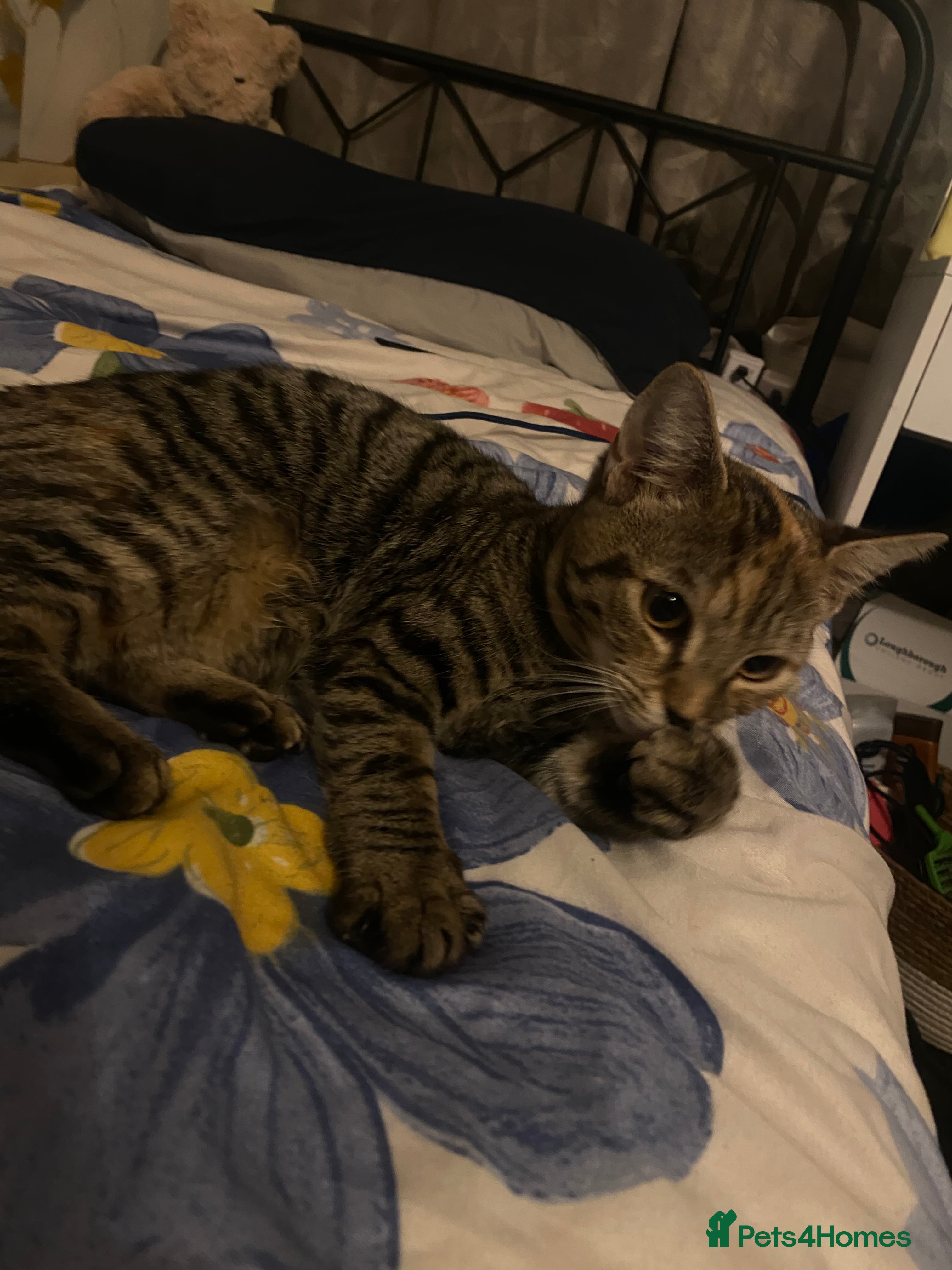 Mixed Breed cats 6 month old tabby girl looking for a good home  - Advert 1