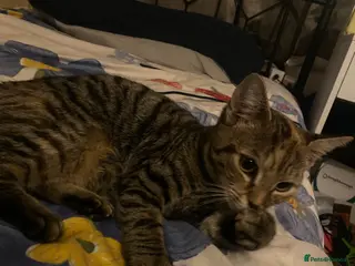 Mixed Breed cats 6 month old tabby girl looking for a good home - Advert 1