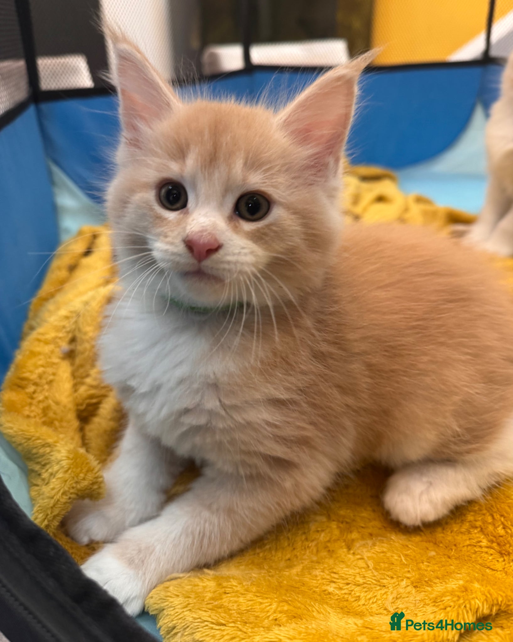 Maine Coon cats Purebred Maincoon Kittens  - Advert 1