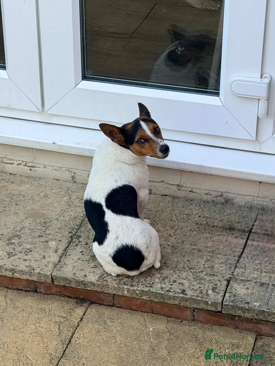 Jack Russell dogs for sale: Beautiful miniature jack Russel girl   - Advert 2