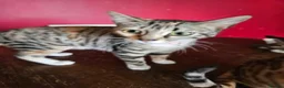 Mixed Breed cats for sale: Mixed bengal girls - Advert 2