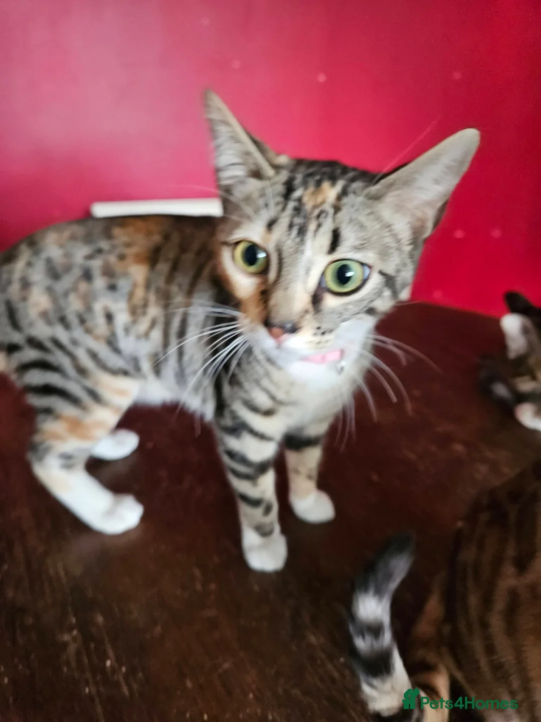 Mixed Breed cats for sale: Mixed bengal girls - Advert 2