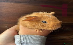 Guinea Pig rodents for sale: Gorgeous baby guinea pigs, various colours/coats  - Image 9
