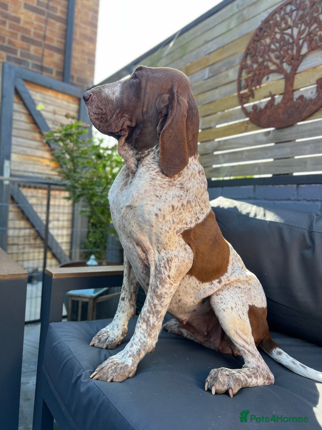 Bracco Italiano dogs for sale: Family raised Bracco Italiano puppies - Image 14