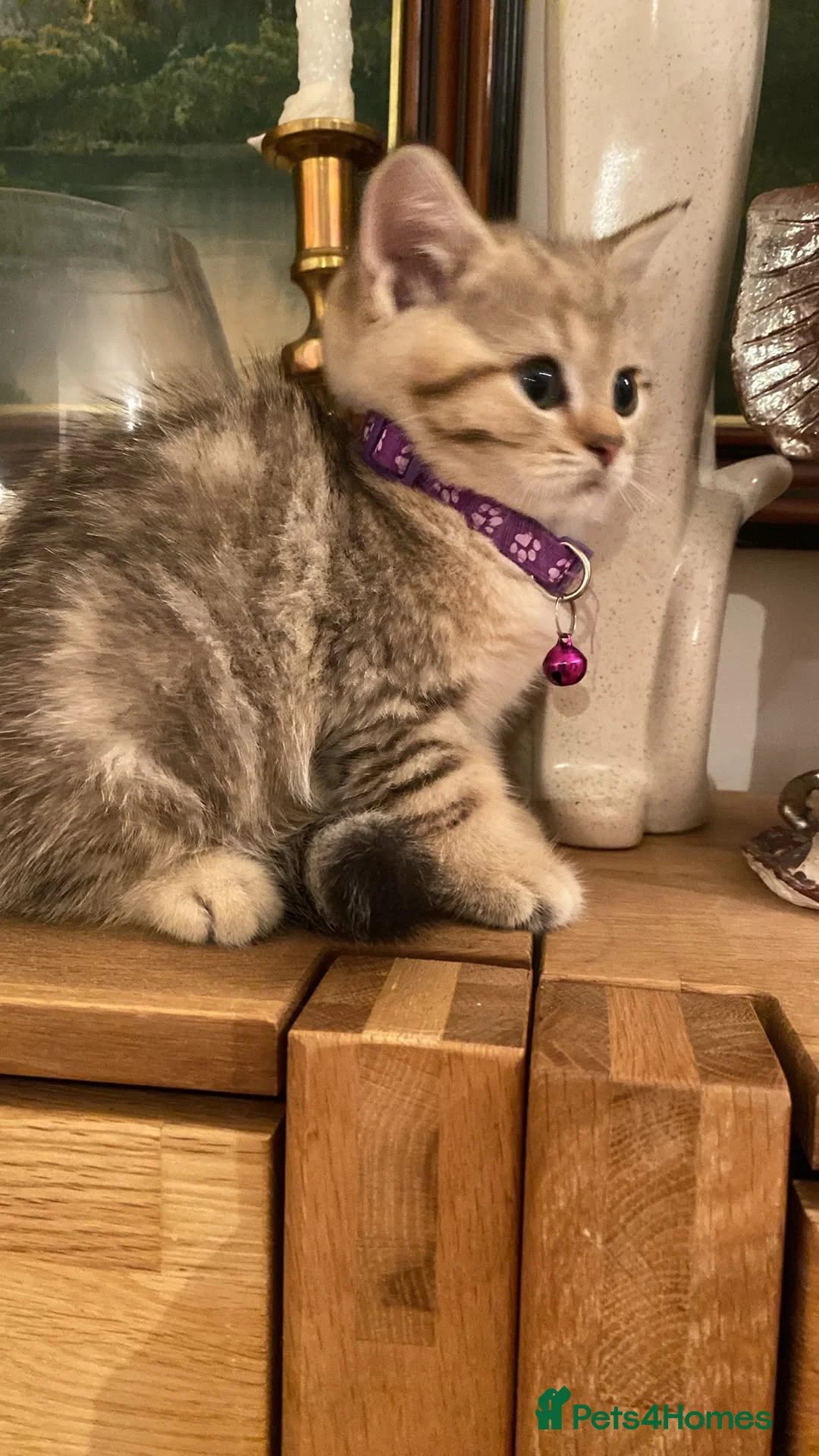 British Shorthair cats for sale: British shorthair kittens  in Rainham - Advert 2