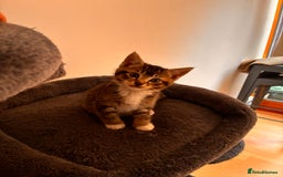 Mixed Breed cats for sale: Beautiful and super playful kittens  - Image 28