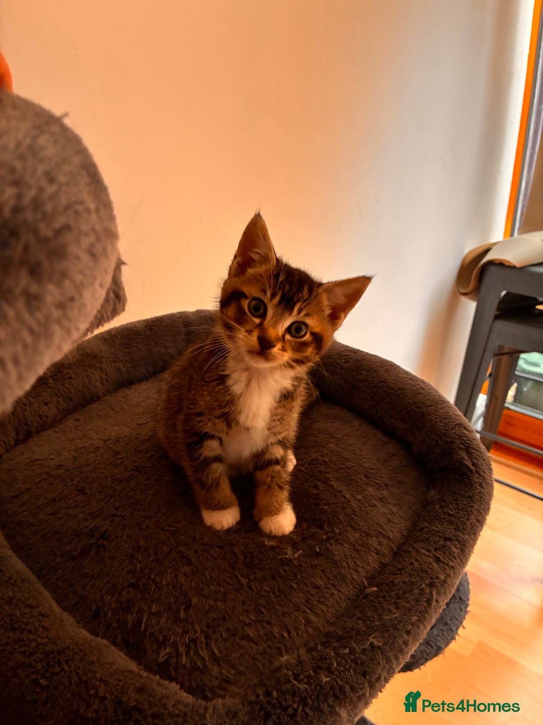 Mixed Breed cats for sale: Beautiful and super playful kittens  - Image 28