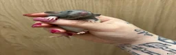 Rat rodents for sale: Gorgeous pedigree dwarf rat pups - Advert 3