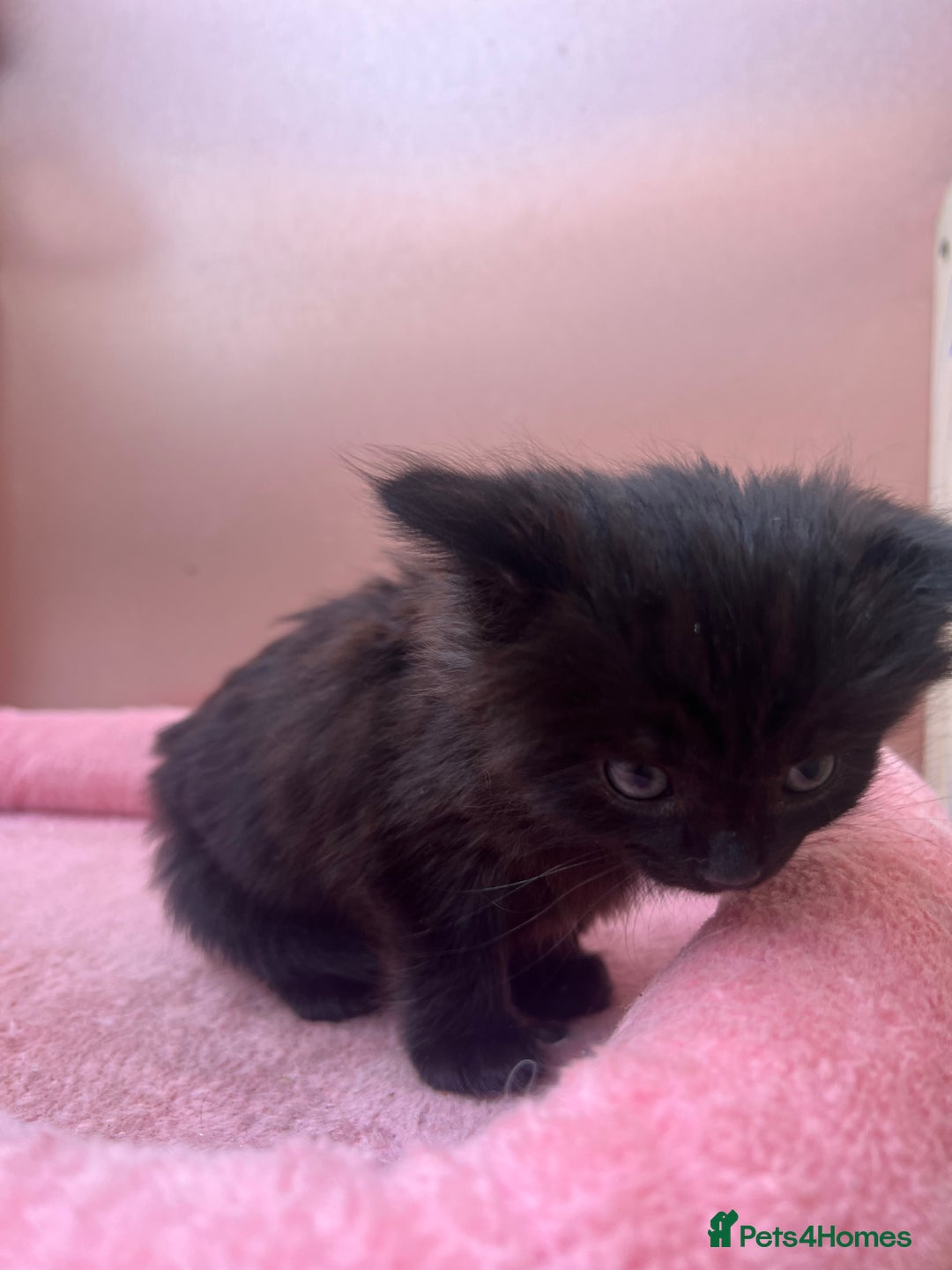 Mixed Breed cats for sale: Black kitten and white&black kitten available  - Image 13