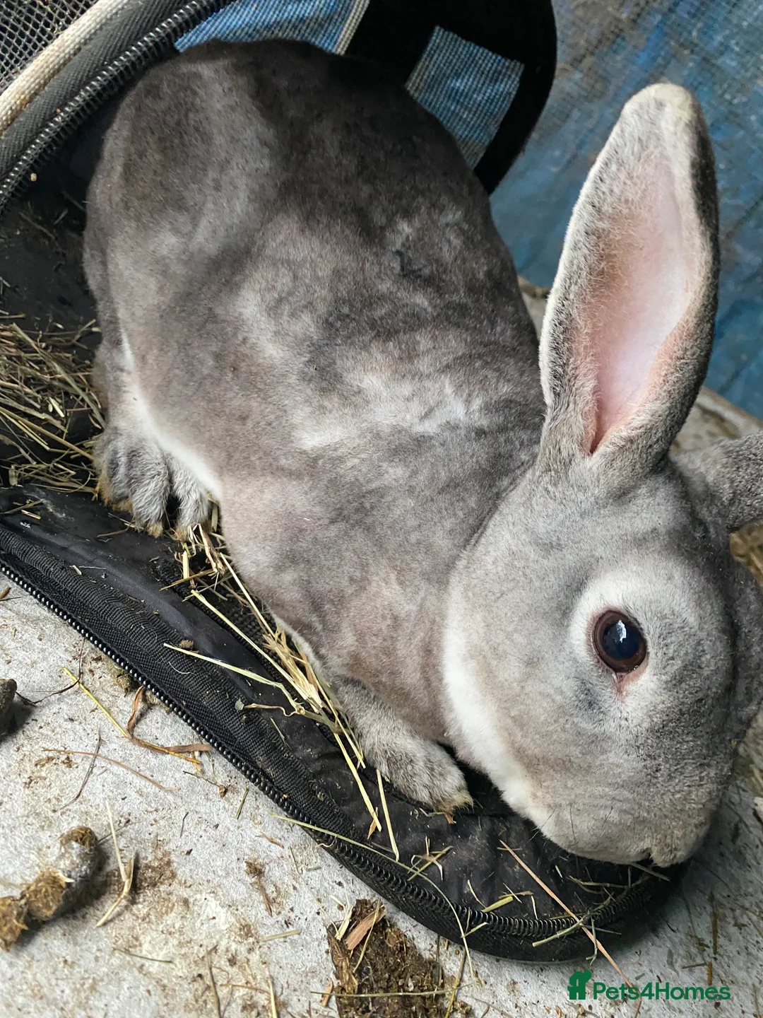 Mixed Breed rabbits for sale: New zealand, rex and mixed doves for sale! - Advert 12
