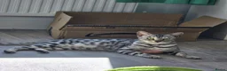 Bengal cats for sale: Championship F6 Beautiful Bengal Kittens ❤️ - Advert 10
