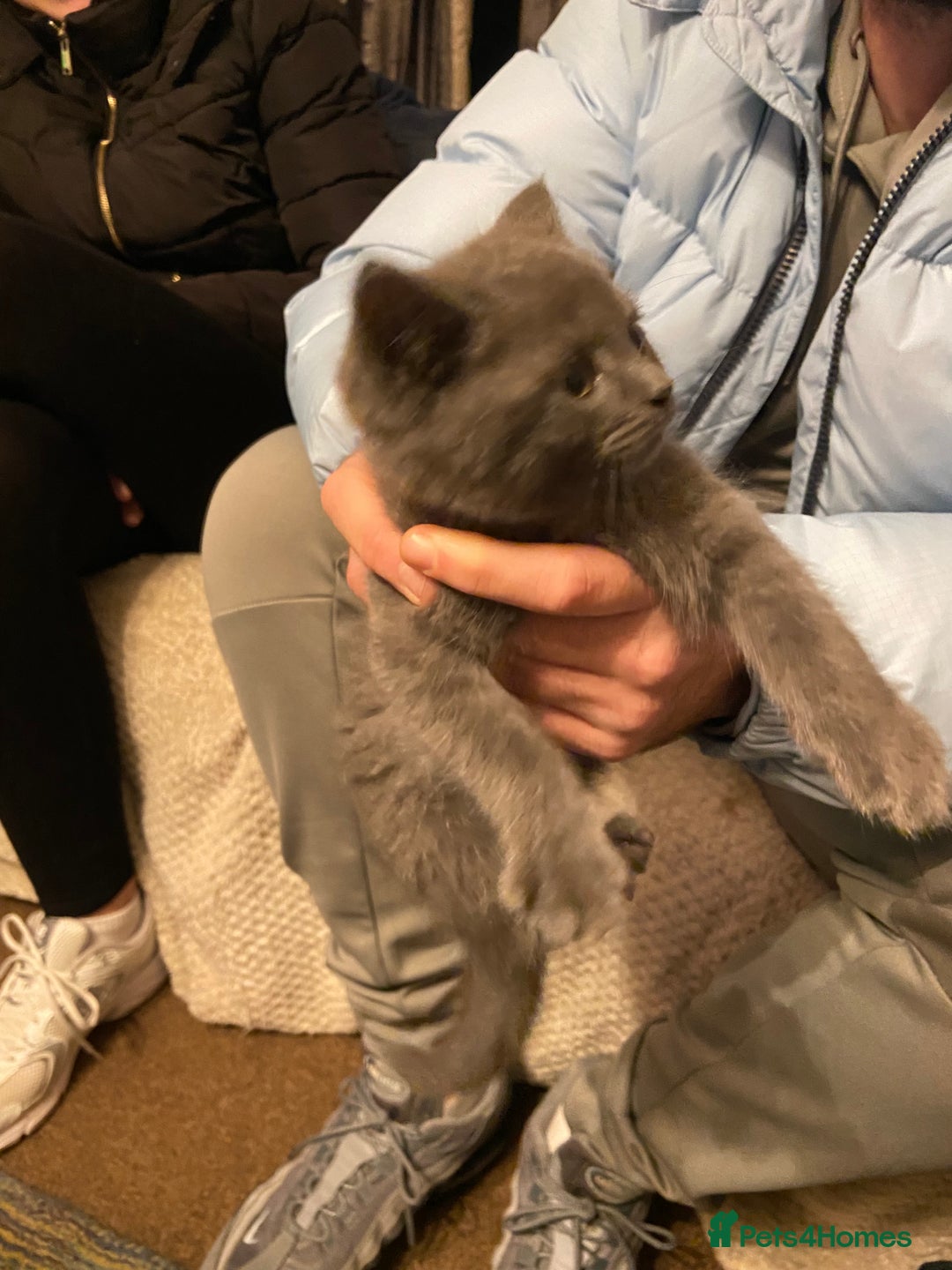 Persian cats for sale: Persian x British blue shorthair  - Advert 6