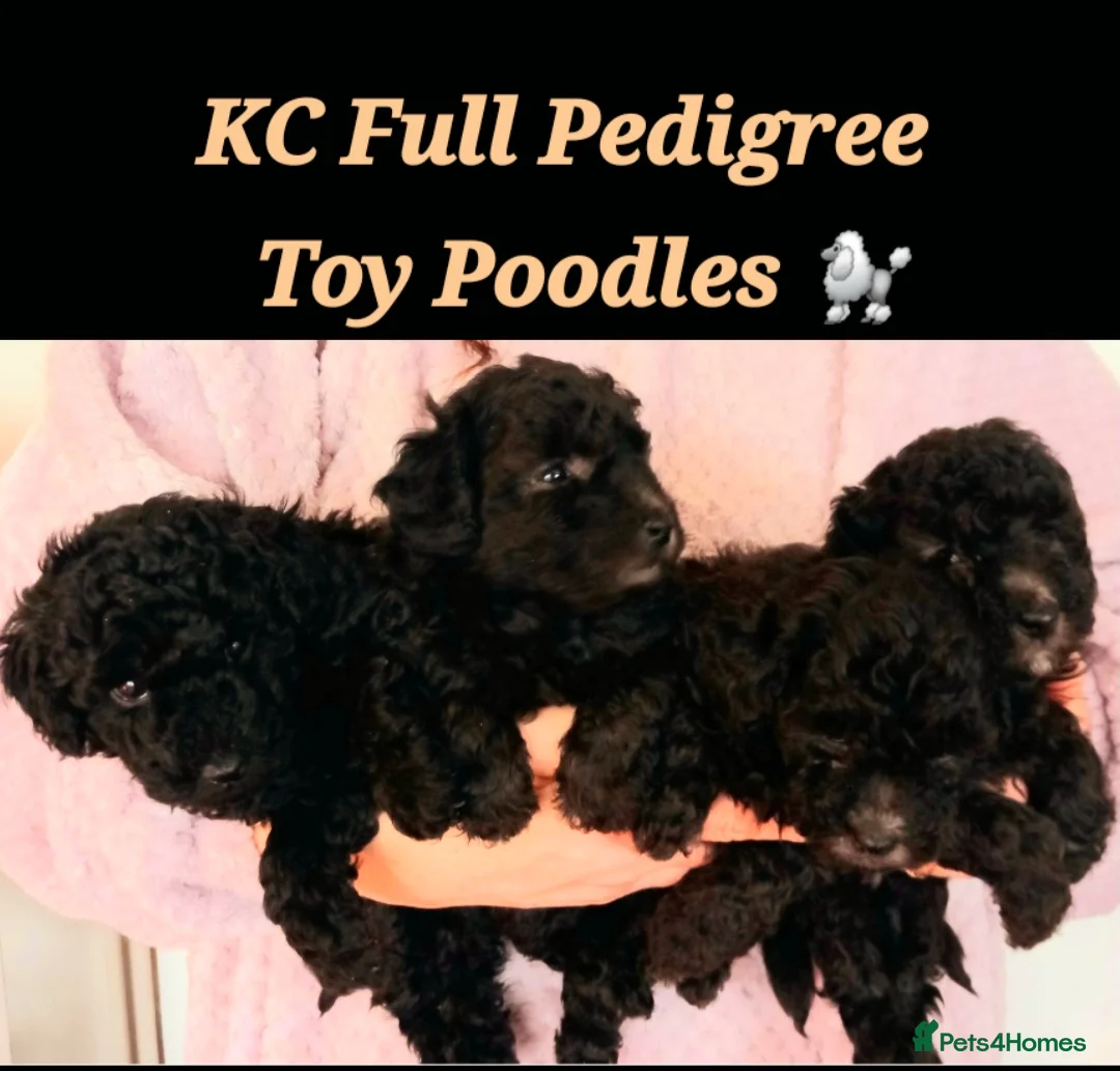 Toy Poodle dogs for sale: BEAUTIFULL TINY KC FULL PEDIGREE TOY POODLES* - Advert 4